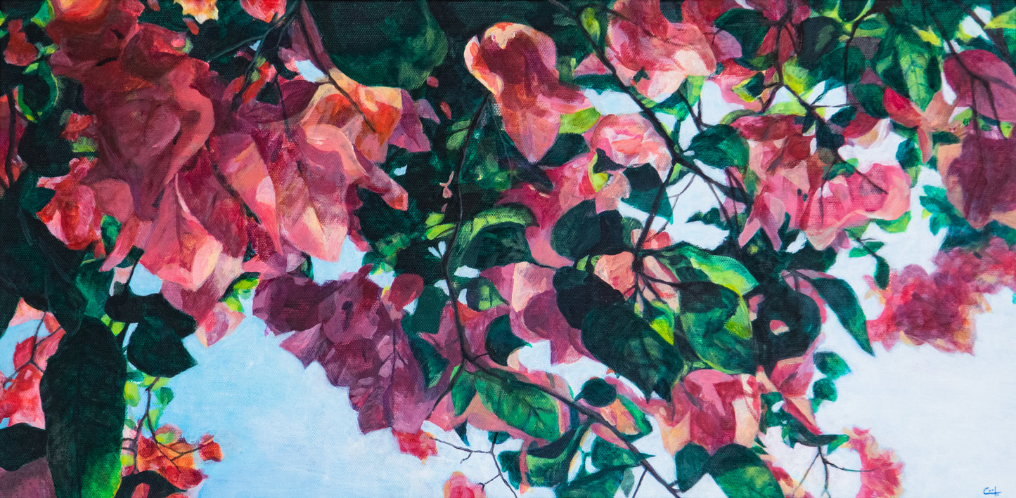 Sunlight through Bougainvillea - FINE ART PRINT ON PAPER