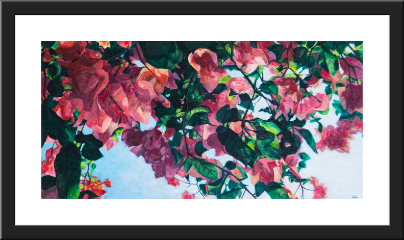 Sunlight through Bougainvillea - FINE ART PRINT ON PAPER