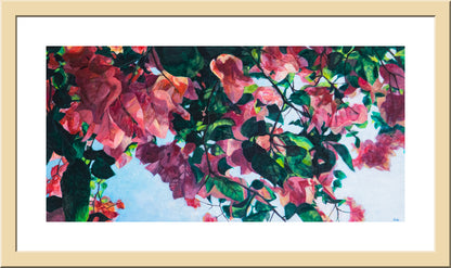 Sunlight through Bougainvillea - FINE ART PRINT ON PAPER